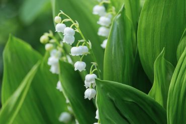 muguet et sexualité
