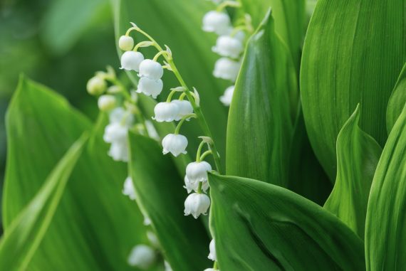 muguet et sexualité